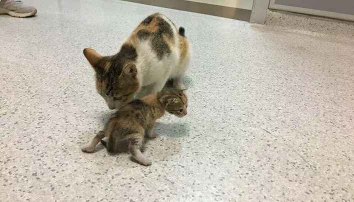 قطة تصطحب صغيرها المريض وتتوجه به إلى مستشفى 7