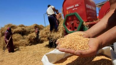تراجع إنتاج الحبوب بالمغرب بحوالي 40 في المائة 4