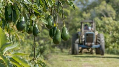 إسرائيل تستثمر في مشروع زراعي ضخم لإنتاج "الأفوكادو" بالمغرب 8