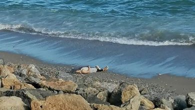 أمواج البحر تلفظ جثة شاب ثلاثيني بالفنيدق 2