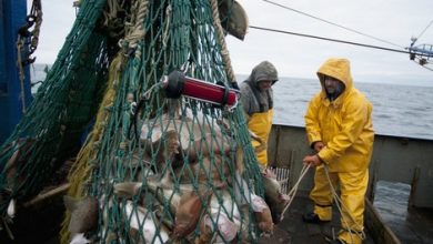 ارتفاع قيمة منتجات الصيد البحري المسوقة بنسبة 14 في المائة 2