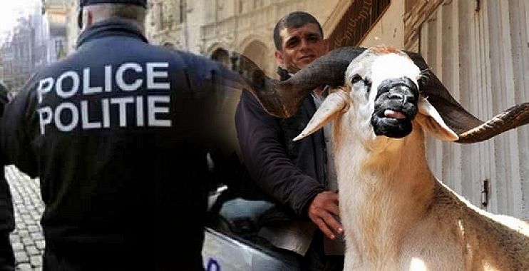 السلطات الإسبانية تتجه لمنع إدخال أضاحي العيد لمليلية المحتلة 1