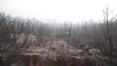 بعد السيطرة على الحريق..الشروع في تطهير المساحات الغابوية التي لحقتها النيران بالفحص أنجرة 2
