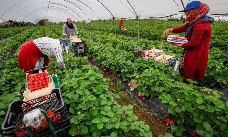 إسبانيا ترفع عدد العاملات المغربيات في حقول الفراولة 1