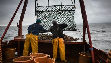 قطاع الصيد البحري يحقق صادرات قياسية بقيمة 28 مليار درهم 4